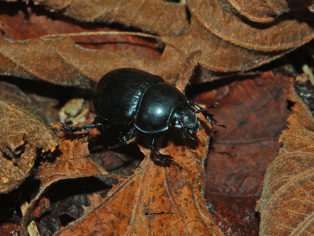 Un coleottero tutto nero - Anoplotrupes stercorosus